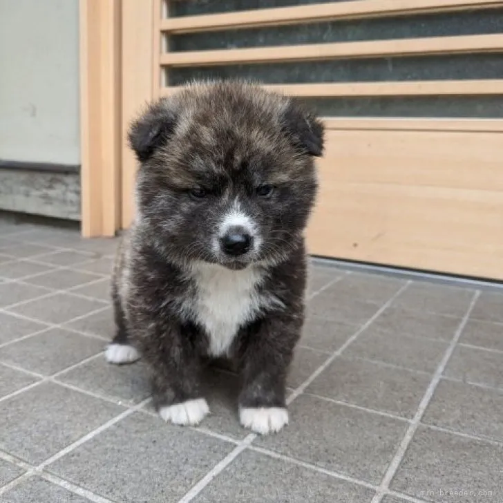 ena 様のお迎えした子犬