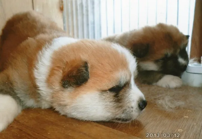 秋田犬【滋賀県・女の子・2013年2月13日・赤(長毛)】の写真1