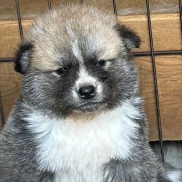 秋田犬【滋賀県・男の子・2024年4月22日・赤】の写真「男の子だけどかわいい子です🐶」