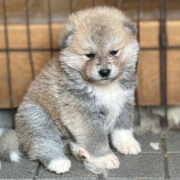 秋田犬【滋賀県・男の子・2024年4月22日・赤】の写真「テディベアのような男の子です🐶」