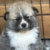 秋田犬【滋賀県・男の子・2024年4月22日・赤】の写真1