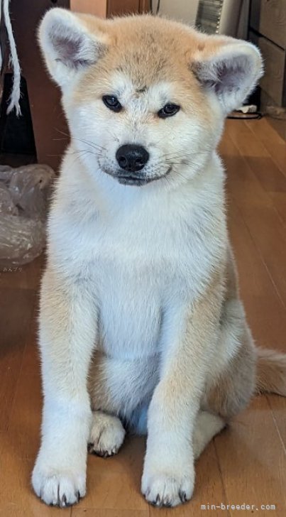 秋田犬【滋賀県・男の子・2023年7月3日・赤】キリッとした眼が特徴です