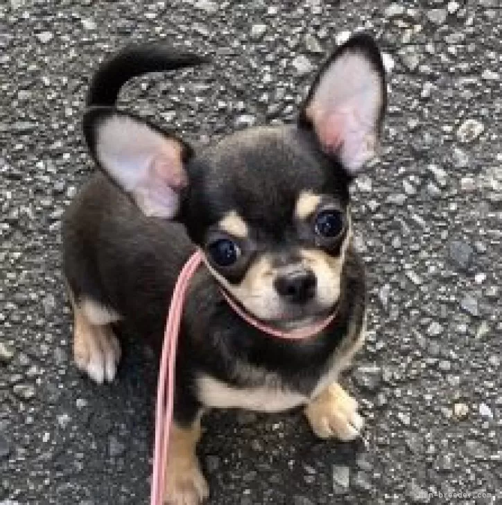 K.S 様のお迎えした子犬