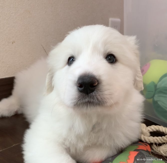 グレートピレニーズ 静岡県 男の子 21年5月7日 ホワイト 大きな体でお膝乗り みんなのブリーダー 子犬id 2105