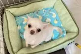 チワワ(スムース)【千葉県・女の子・2020年9月29日・ホワイトクリーム】の写真3