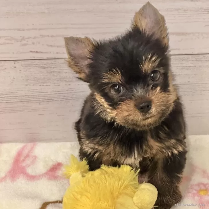 福豆 様のお迎えした子犬