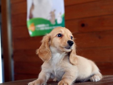 ミニチュアダックスフンド(ロング)【千葉県・男の子・2015年1月20日・ゴールド】の写真「小さいタイプです。」