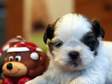 シーズー【千葉県・男の子・2015年11月25日・ホワイトアンドゴールド】の写真「つぶらな瞳が可愛い男の子です。」