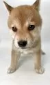 柴犬(標準サイズ)【千葉県・男の子・2025年1月25日・赤】の写真10