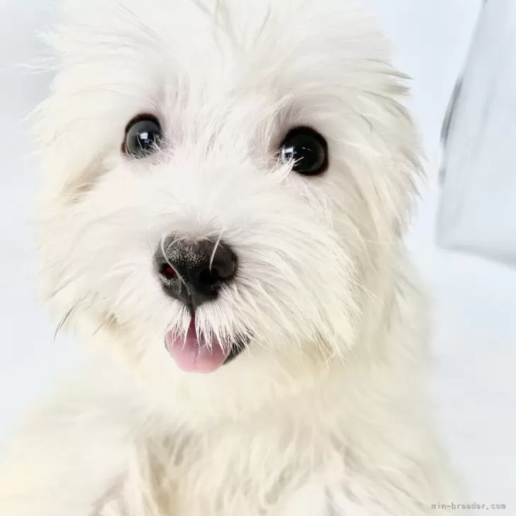 チビ 様のお迎えした子犬