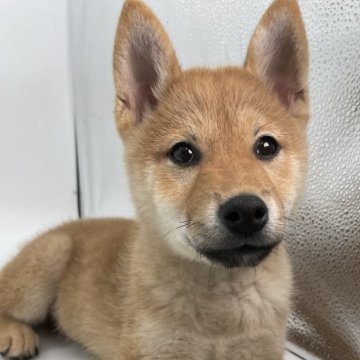 柴犬(標準サイズ)【千葉県・男の子・2024年10月3日・赤】の写真「元気な柴犬兄弟⭐️」