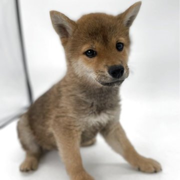 柴犬(標準サイズ)【千葉県・男の子・2025年1月25日・赤】の写真「小さくて元気な柴犬兄弟⭐️」