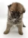 ポメ柴(ポメラニアン×柴犬)【千葉県・女の子・2025年3月8日・オレンジ / 赤】の写真3