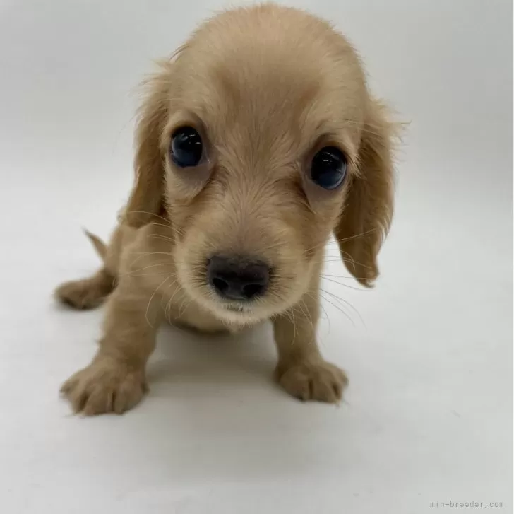 りゅうぴ 様のお迎えした子犬