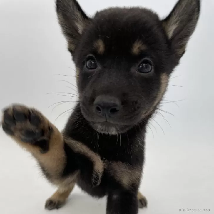 ツッちゃん 様のお迎えした子犬