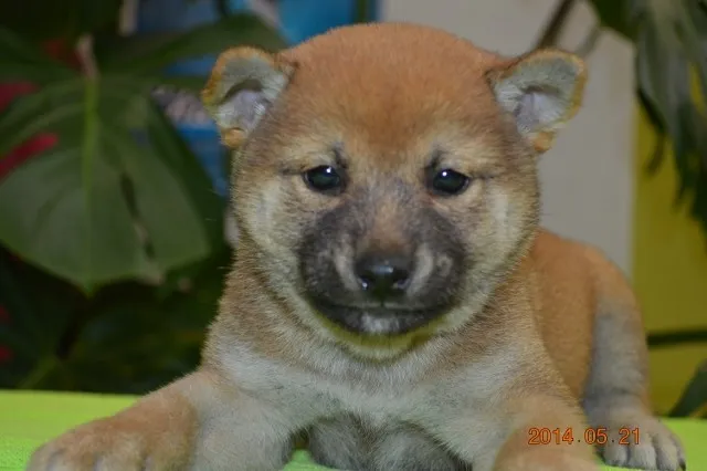 柴犬(標準サイズ)【千葉県・男の子・2014年4月8日・赤】の写真1