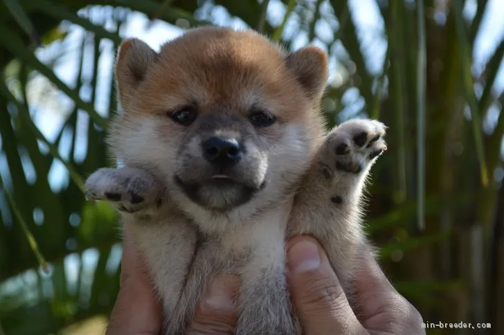 柴犬(標準サイズ)【千葉県・女の子・2019年8月26日・赤】の写真1