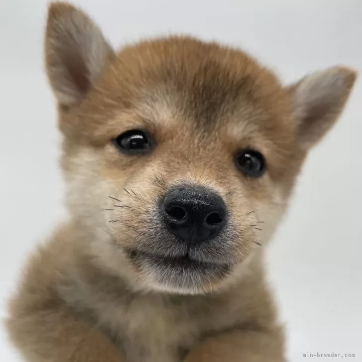 柴犬(標準サイズ)【千葉県・男の子・2024年7月12日・赤】の写真1