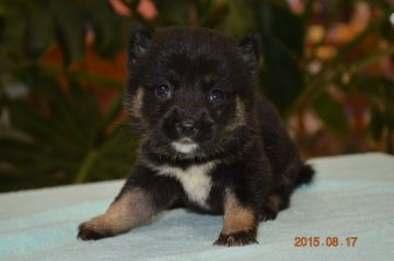 柴犬(標準サイズ)【千葉県・女の子・2015年7月13日・黒】の写真「」