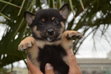 柴犬(標準サイズ)【千葉県・男の子・2019年7月16日・黒】の写真「小ぶりな男の子♪」