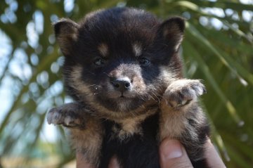 柴犬(標準サイズ)【千葉県・女の子・2020年3月13日・黒】の写真「人なつっこい姉妹♪」