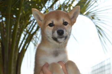 柴犬(標準サイズ)【千葉県・女の子・2017年8月26日・赤】の写真「小さめの柴犬です☆」