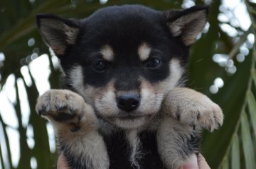 柴犬(標準サイズ)【千葉県・男の子・2019年12月3日・黒】の写真「小ぶりな男の子♪」