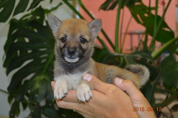 柴犬(豆柴)【千葉県・男の子・2015年7月24日・赤】の写真「」