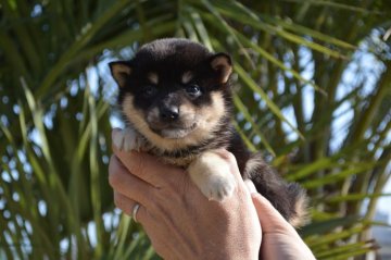 柴犬(標準サイズ)【千葉県・女の子・2019年3月10日・黒】の写真「可愛い小ぶりな女の子☆」