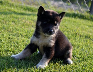 柴犬(標準サイズ)【千葉県・男の子・2019年9月14日・黒】の写真「小ぶりな男の子☆」