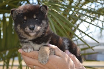 柴犬(標準サイズ)【千葉県・女の子・2020年3月14日・黒】の写真「人なつっこい3姉妹♪」