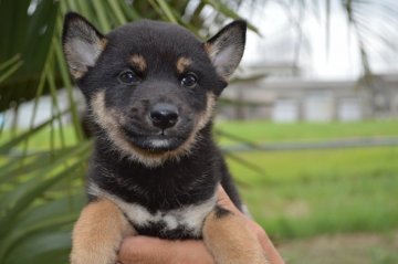 柴犬(標準サイズ)【千葉県・男の子・2019年7月7日・黒】の写真「小ぶりな男の子☆」