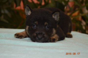 柴犬(標準サイズ)【千葉県・男の子・2015年7月13日・黒】の写真「」