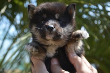 柴犬(標準サイズ)【千葉県・女の子・2020年3月13日・黒】の写真「人なつっこい姉妹♪」