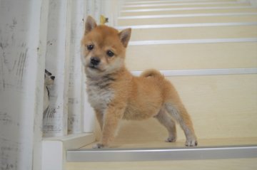 柴犬(豆柴)【千葉県・男の子・2021年1月11日・赤】の写真「とっても可愛い男の子です☺」