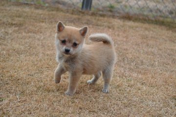 柴犬(豆柴)【千葉県・女の子・2019年12月3日・赤】の写真「キュートな女の子❤」