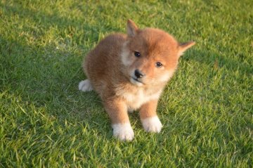 柴犬(標準サイズ)【千葉県・男の子・2019年9月18日・赤】の写真「のんびり兄弟」