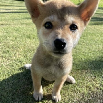 柴犬(標準サイズ)【千葉県・女の子・2024年7月12日・赤】の写真「小さめサイズの柴犬兄弟⭐️」