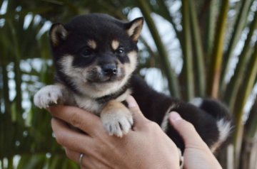 柴犬(標準サイズ)【千葉県・男の子・2020年1月11日・黒】の写真「かわいい3兄弟☆」