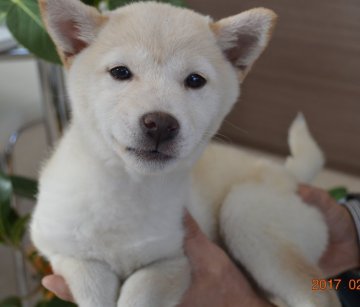 柴犬(豆柴)【千葉県・女の子・2016年10月28日・白】の写真「」