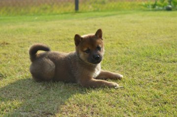 柴犬(標準サイズ)【千葉県・女の子・2017年8月26日・赤】の写真「小さめの柴犬です☆」