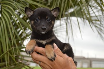 柴犬(豆柴)【千葉県・女の子・2019年7月16日・黒】の写真「黒毛が自慢の女の子☆」