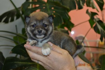 柴犬(豆柴)【千葉県・男の子・2016年10月25日・赤】の写真「」