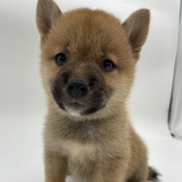 柴犬(標準サイズ)【千葉県・男の子・2024年7月12日・赤】の写真「小さめサイズの柴犬兄弟⭐️」