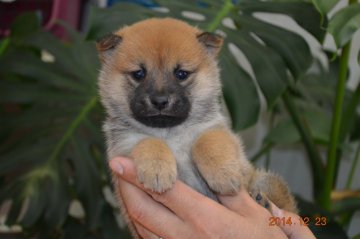 柴犬(標準サイズ)【千葉県・女の子・2014年11月20日・赤】の写真「豆柴の子です♪」