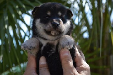 柴犬(標準サイズ)【千葉県・女の子・2019年8月31日・黒】の写真「◎まんまる兄弟◎」