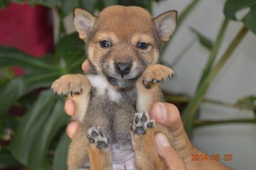 柴犬(標準サイズ)【千葉県・女の子・2014年7月9日・赤】の写真「お母さん豆柴です☆」