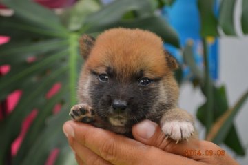 柴犬(豆柴)【千葉県・男の子・2014年7月12日・黒】の写真「」