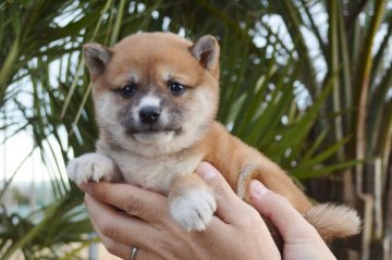 柴犬(標準サイズ)【千葉県・女の子・2020年1月11日・赤】の写真「かわいい3兄弟☆」