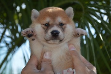 柴犬(標準サイズ)【千葉県・女の子・2019年8月31日・赤】の写真「◎まんまる兄弟◎」